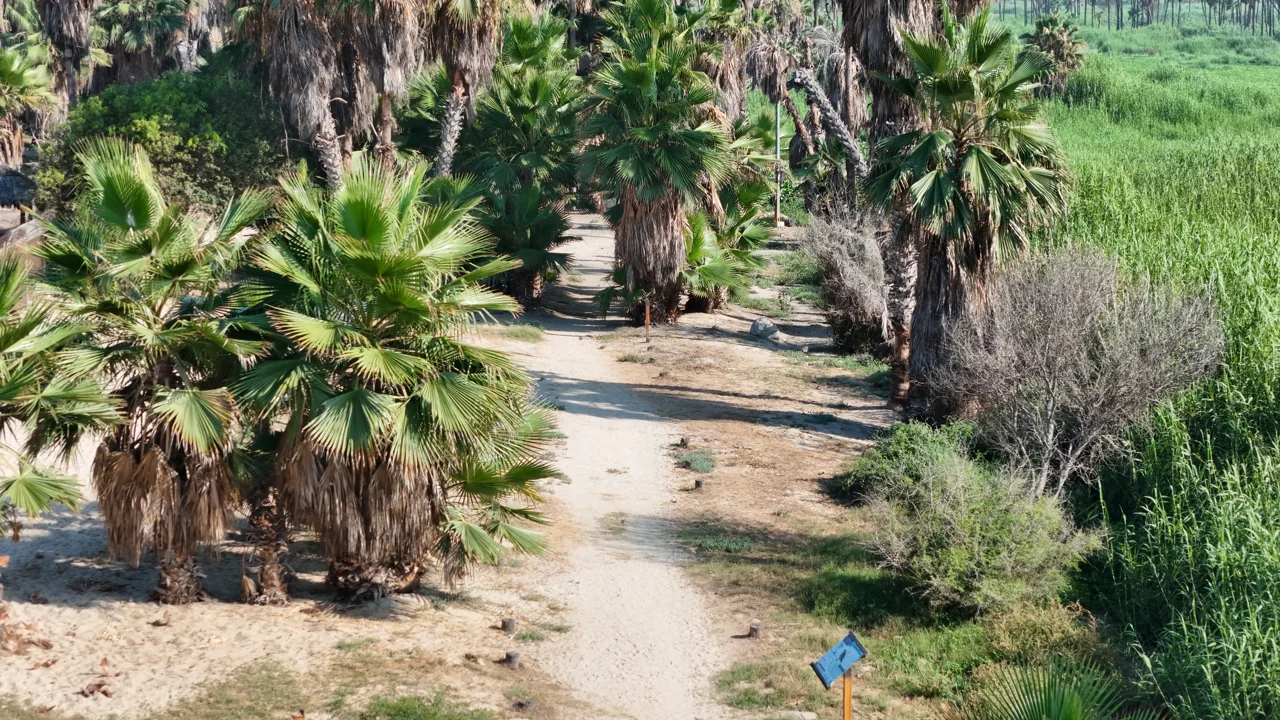 Palmas y suelo junto a un sendero del Estero